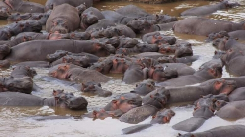Hippo pools in the Mara River are saturated with hippo feces. (Photo by Chris Dutton)