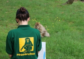 Alyssa Arre showing a monkey her cognitive experiment. (Photo credit: Dr. Francesca De Petrillo)