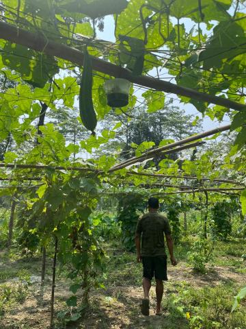 A man walking through his green fields.
