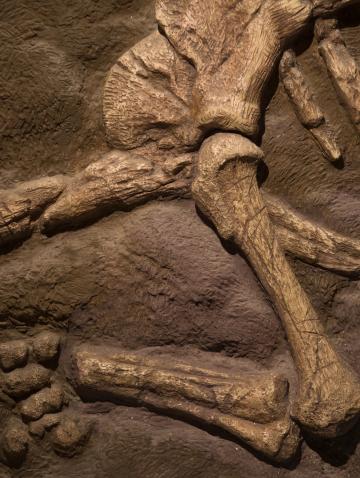 Dinosaur fossil