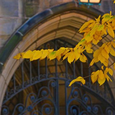 yale university