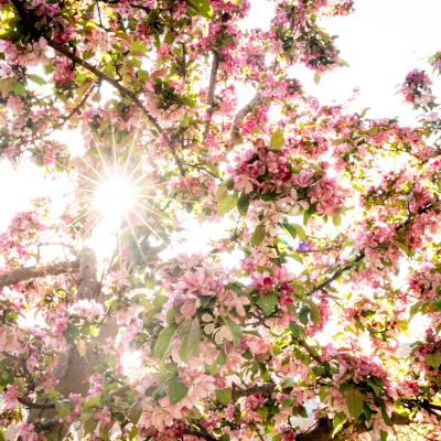 Photo of flowers and trees