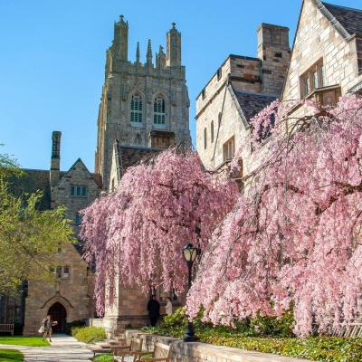Cherry Blossoms in Branford Courtyard